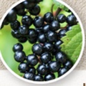 ผงเอลเดอร์เบอรี (Elderberry Powder)