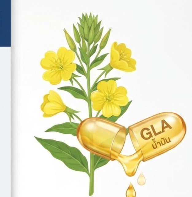 น้ำมันอีฟนิ่งพริมโรส (Evening Primrose Oil)