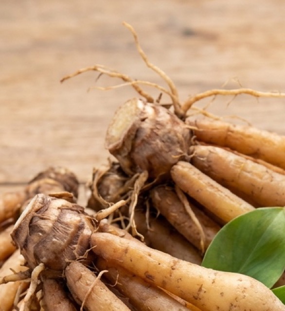 กระชาย (Finger Root)
