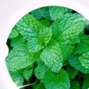 ผงเปปเปอร์มินต์ (Peppermint Powder)