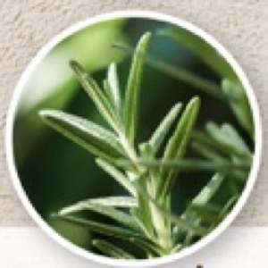 สารสกัดจากใบโรสแมรี่ (Rosemary Extract)