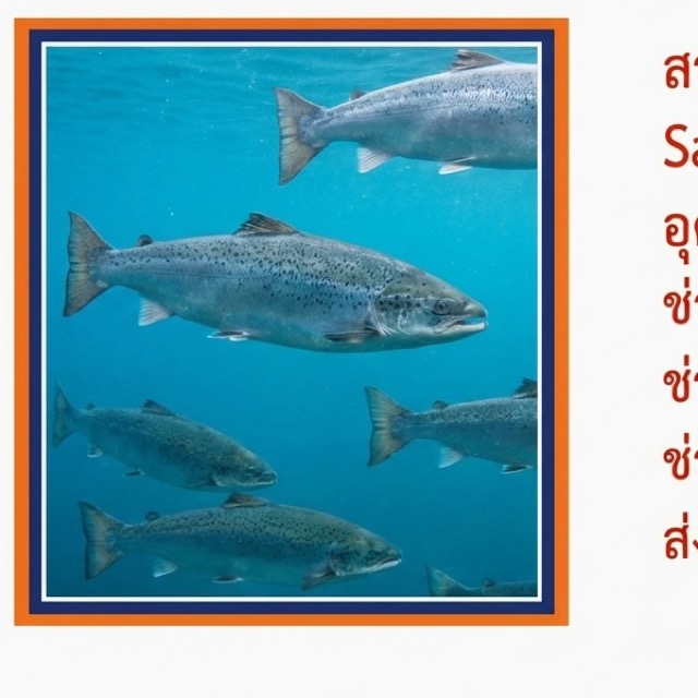 สารสกัดกระดูกจมูกปลาแซลมอน (Salmon Nose Cartilage Extract)